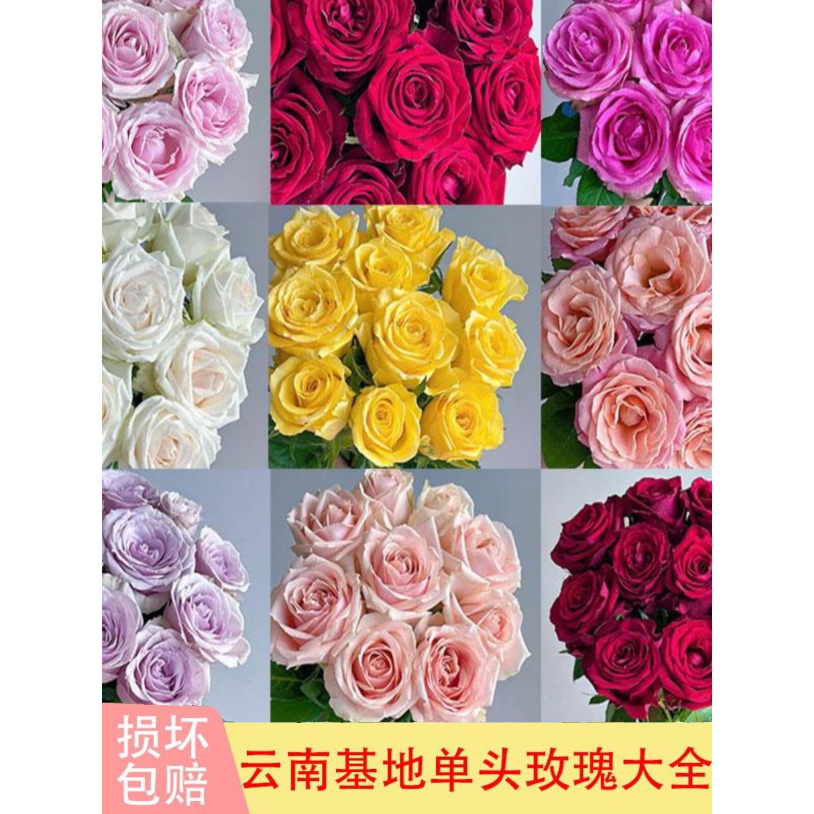 单头玫瑰鲜花云南基地直发鲜切花室内水培家用插花婚庆花艺装饰