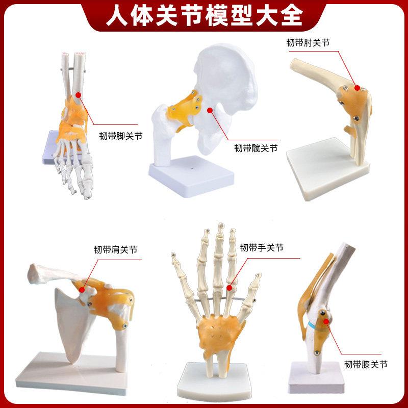 人体关节骨骼解剖模型附韧带教学 骨科肩肘腕膝髋关节模型