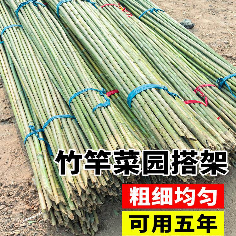 精选100根竹竿菜园搭架防腐小细竹杆棍棋杆黄瓜豆角爬藤菜架