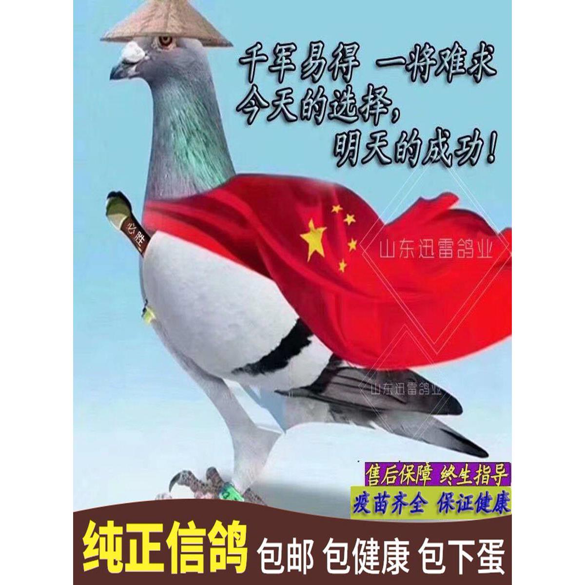 信鸽纯种赛鸽种鸽原环后代幼鸽宠物鸟观赏鸽活体鸽子活物一对包活
