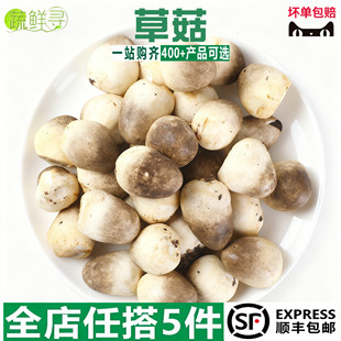 新鲜菌菇 新鲜草菇 兰花菇 鲜草菇 冬阴功食材 火锅食材 新鲜蔬菜
