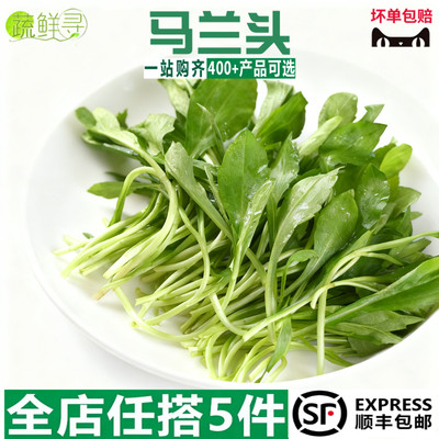 新鲜野菜上海崇明马兰头菜山坡菜鸡儿肠叶菜凉拌包邮产地现摘现发