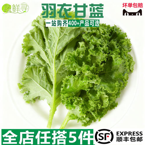 羽衣甘蓝新鲜嫩叶甘兰kale健身榨汁西餐食材蔬菜沙拉食材