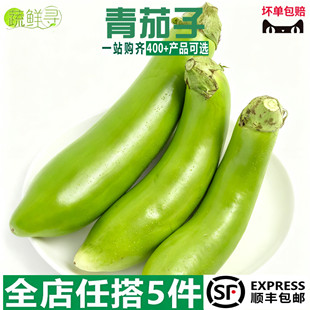 新鲜蔬菜青茄子绿皮长茄子现摘发货现摘现发 新鲜蔬菜