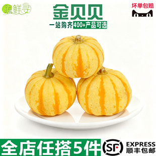 小金瓜迷你桔瓜酒店黄金贝贝南瓜盅万圣节太阳果金贝贝南瓜