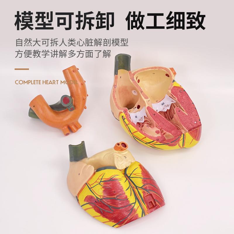 成人心脏解剖模型B超彩超声科循心模环105系统心内科脏血管教学型
