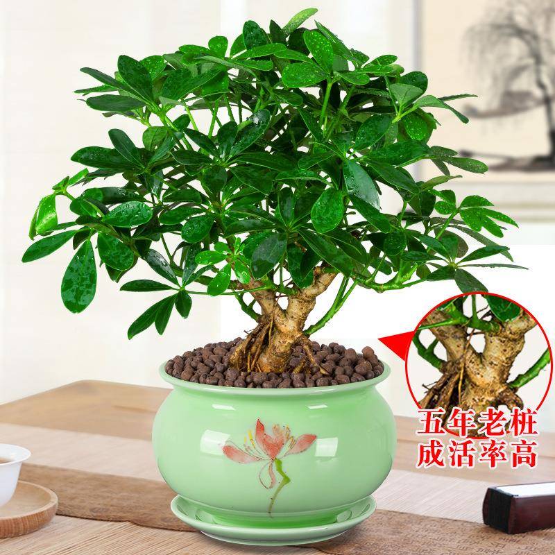 七叶莲财树植招物水培盆栽水栽鸭木绿老桩室内盆景属虎脚七叶莲小