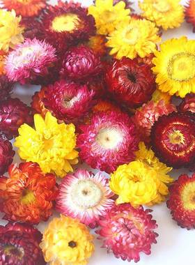 干花麦秆菊彩菊diy小七菊花头菊干散花称雏按公斤售