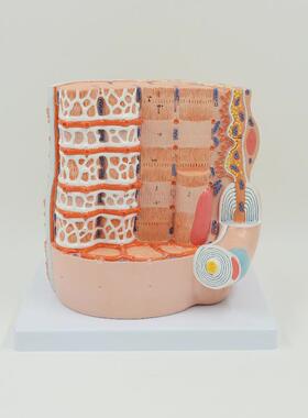 PNT-0骨24278人体骼骼肌网状纤2维解剖模型教学骨肌纤维放大模型