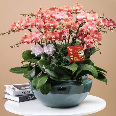 高感蝴大陶瓷大号花盆创意网红蝶646兰专用盆级家植居绿装饰花盆