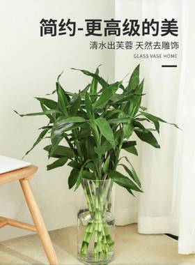 醉花瓶摆件客厅插花透木明玻璃瓶ins风马水网培器皿红大号bzl6613