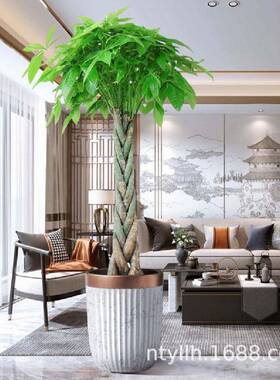 发树室招财绿植花卉89837DJH植物客盆厅发财树栽内小盆景四季常青