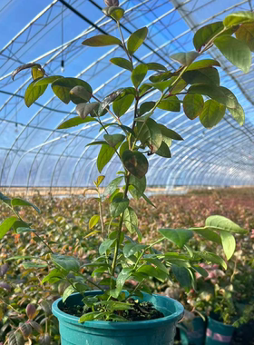 花香F6一加仑蓝莓苗买一送一杜克F6蓝莓苗杯苗买一送一基地现发