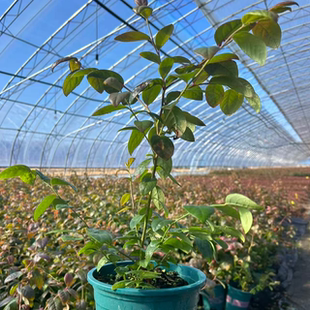 花香F6一加仑蓝莓苗买一送一杜克F6蓝莓苗杯苗买一送一基地现发