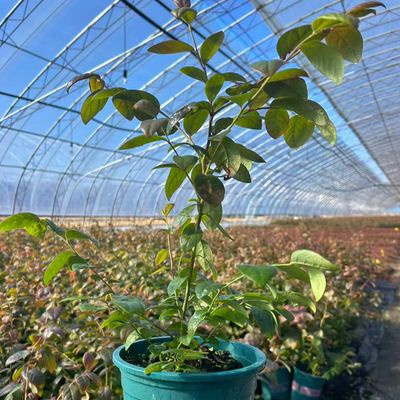 花香F6一加仑蓝莓苗买一送一杜克F6蓝莓苗杯苗买一送一基地现发