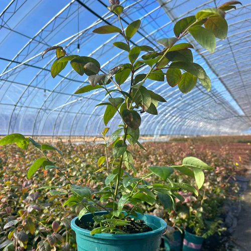 花香F6一加仑蓝莓苗买一送一杜克F6蓝莓苗杯苗买一送一基地现发