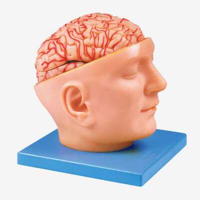 头部附脑和动脉模型A18219