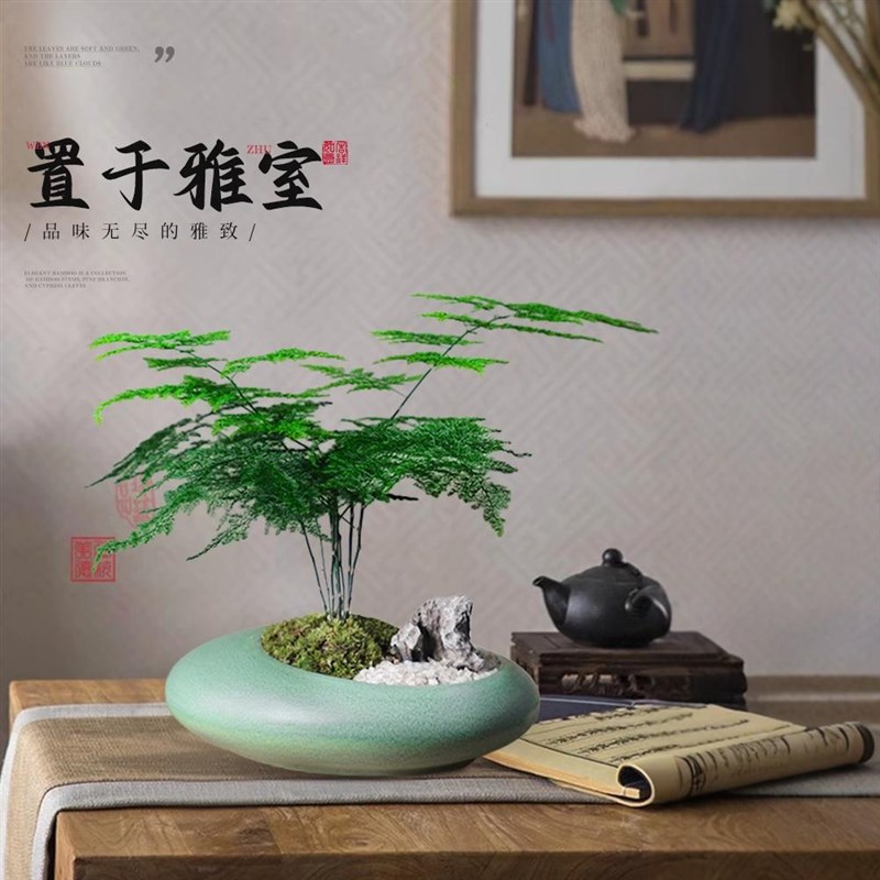 文竹盆栽造景花盆云竹植物盆景办公室桌面小绿植室内高端禅意摆件