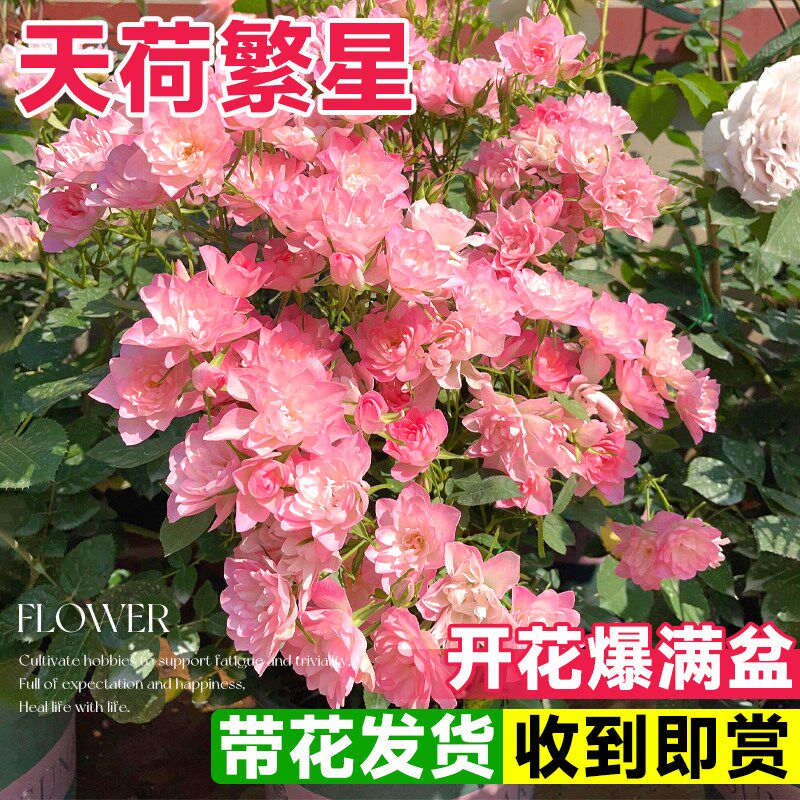 天荷繁星月季花苗特大花盆栽爬藤月季藤本月季果汁阳台棒棒糖植物,鲜花速递/花卉仿真/绿植园艺,月季/蔷薇/玫瑰,淘宝优惠券,粉丝福利购,淘宝优惠卷