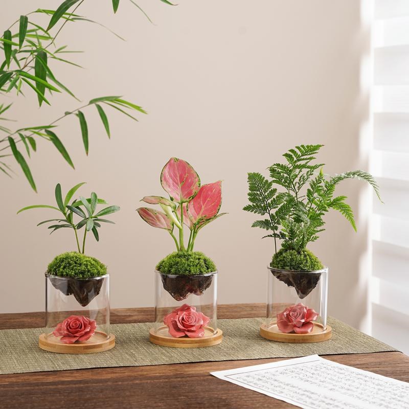 狼尾蕨鲜活苔藓创意桌面微景观山绿植物盆景栽趣味茶几办公室摆件