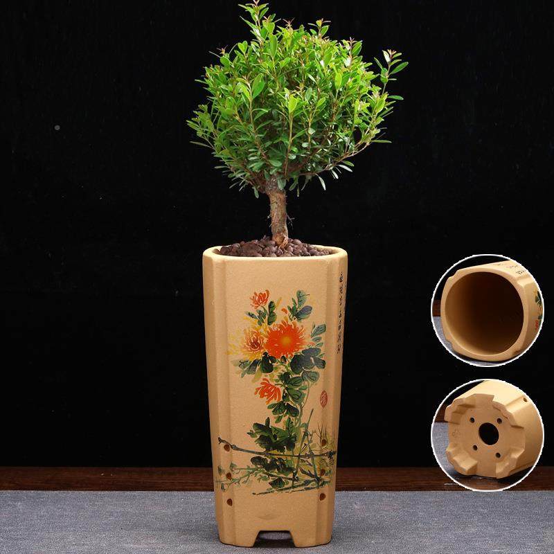 紫兰蕙ILB花专用梅砂兰竹菊君子兰绿萝盆春建兰花卉园艺桌面绿植,家居饰品,花盆,淘宝优惠券,粉丝福利购,淘宝优惠卷