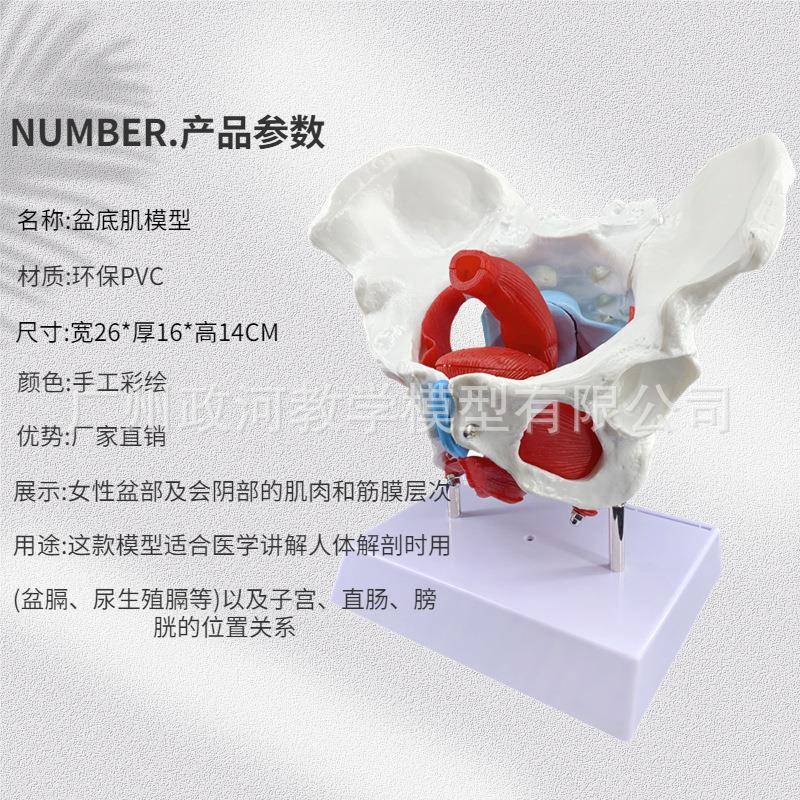 宫可活动盆底肌女性骨盆肌肉模型骨及子盆分娩性助产男女盆骨410
