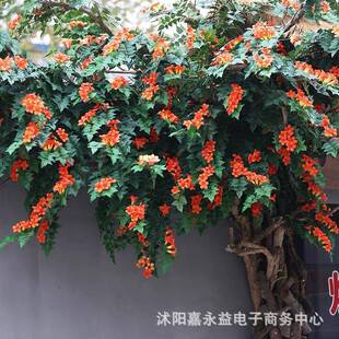 花仿真凌霄栅花假花爬藤藤蔓lx202508缠绕吊藤顶植物花条管道栏遮