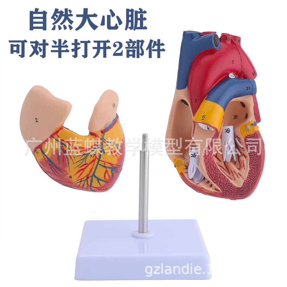 1:1人体心脏B模超彩超声702心循环系统型内科心脏解剖教学模型医