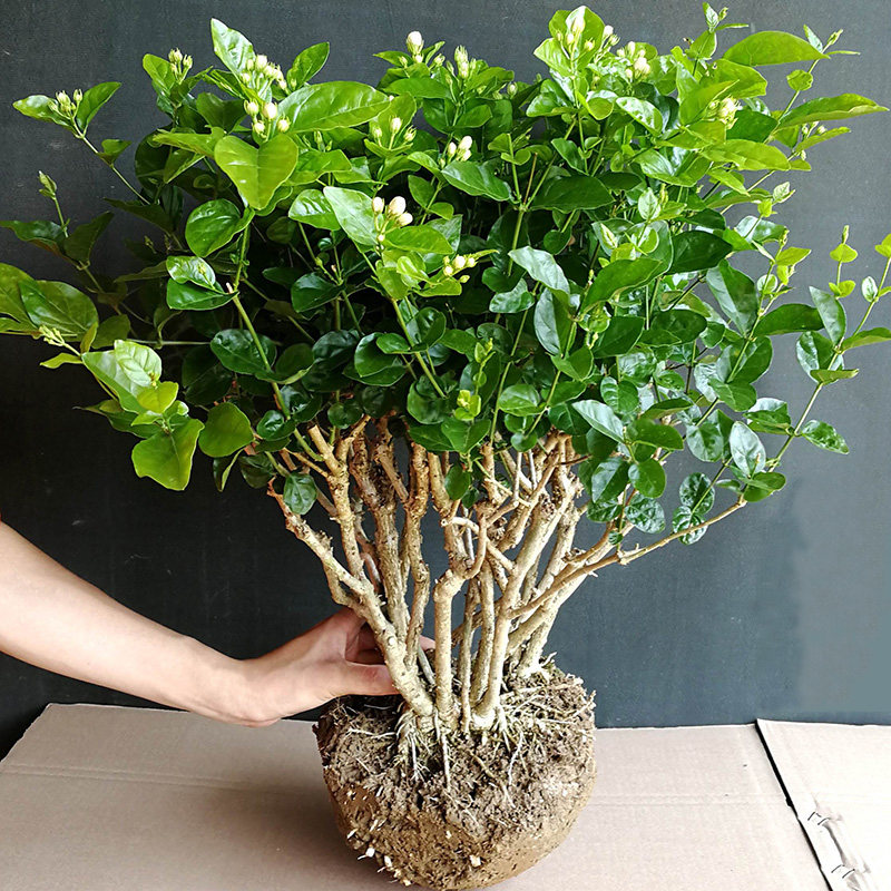 茉莉花盆栽老桩矮阳台庭院绿植重瓣独杆茉莉花苗室内四季观花植物