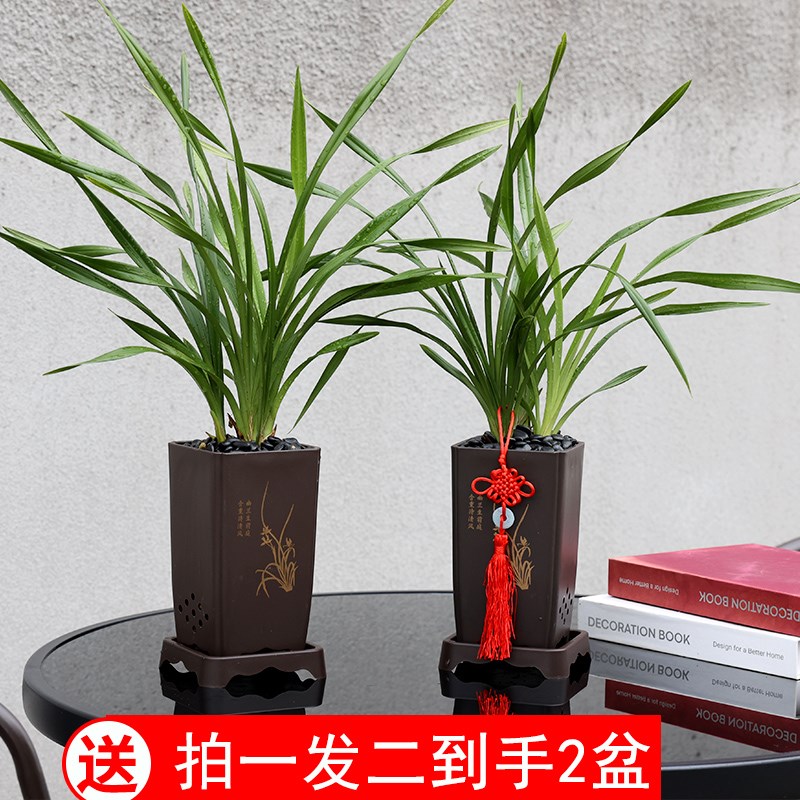 【兰花带盆】浓香四大名兰墨兰建兰春绿植室内盆栽客厅旺宅高级感