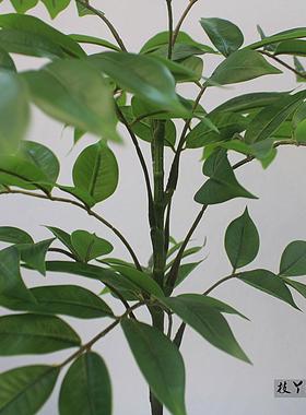 高端真绿色植物物漆铺木室内商仿VCV场店酒店客橱窗厅大型落地装