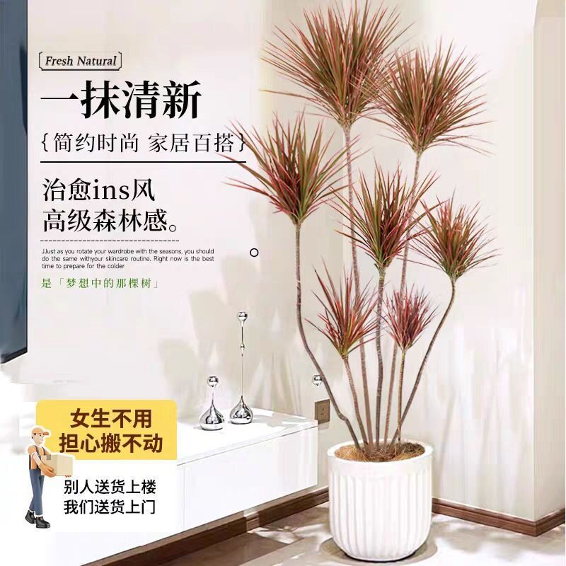 千年木大型盆栽马尾铁办公室客厅阳台龙血树植物室内七彩铁绿植
