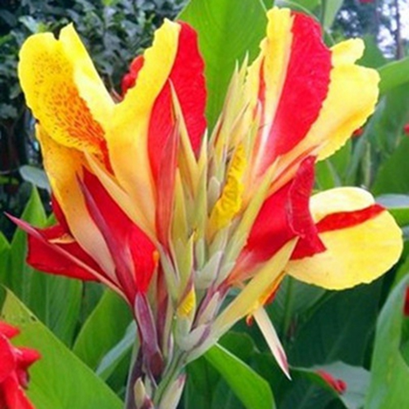 美人蕉观花植物盆栽大花美人蕉花多年生宿根草本植物园林绿化种球