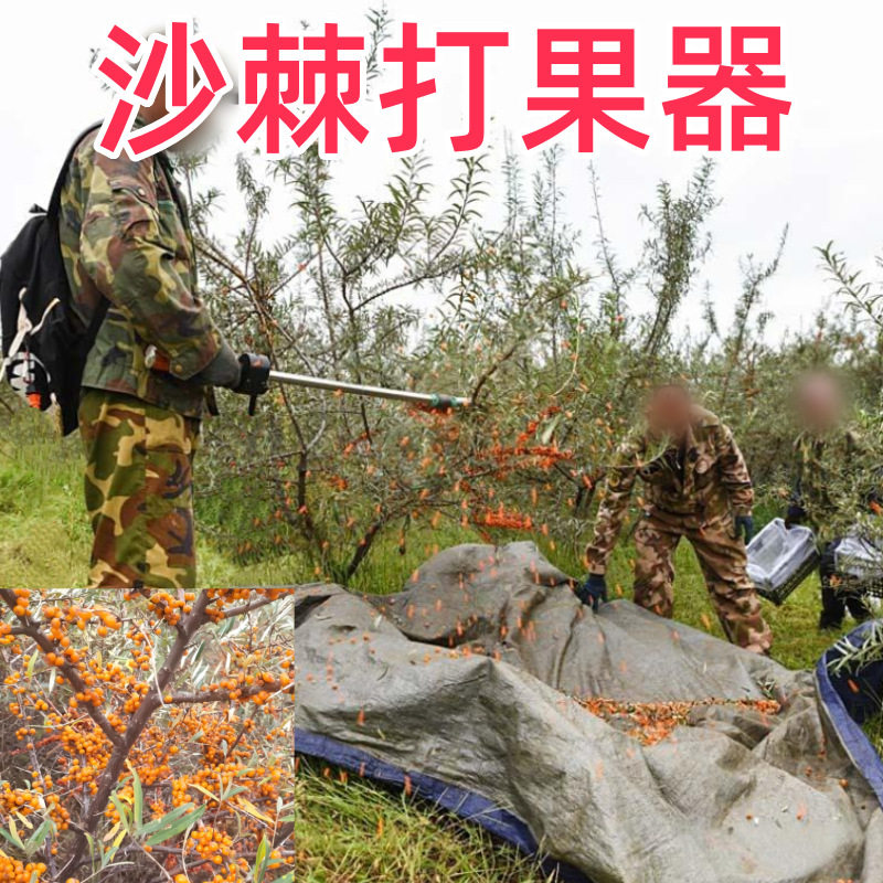 沙棘香榧山楂坚果电动核桃采摘摇树打花椒油采打机板栗桂花高处茶