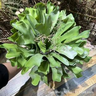 仿真热带雨林霸王鹿角蕨沙漠人造多肉植物落地绿植软装造景剑叶