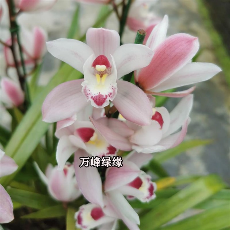 绿缘兰花苗四季兰小花蕙兰 雪梅 粉色杂交兰淡香桌面绿植室内盆栽