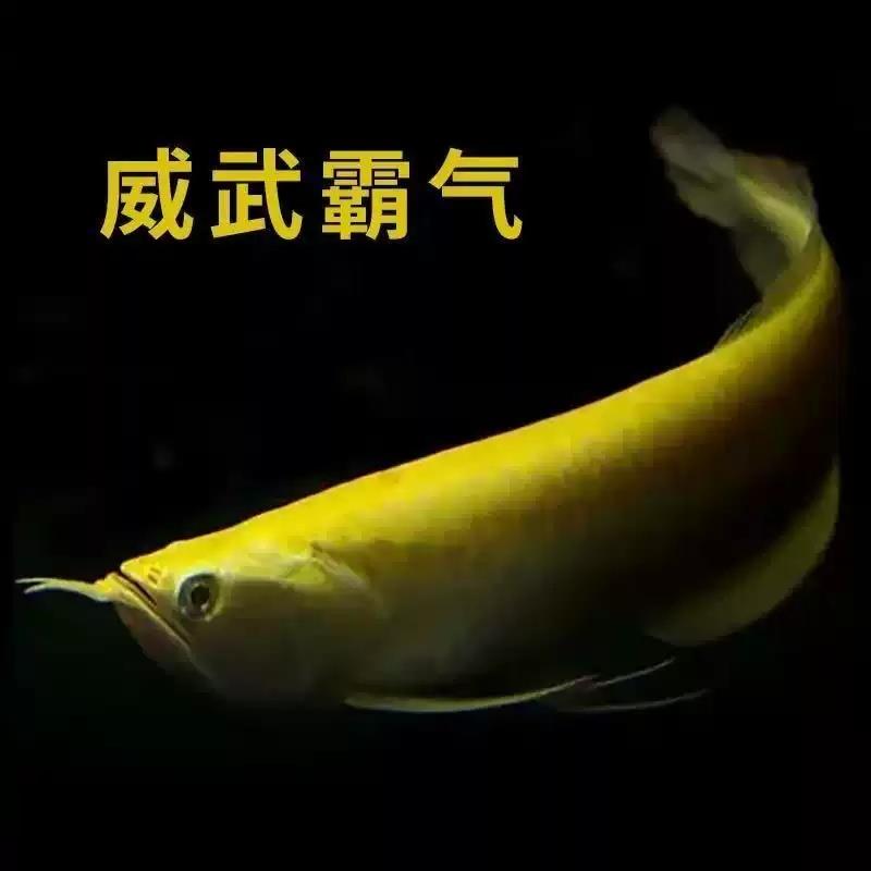 白子银龙鱼红眼热带金龙鱼苗大型观赏鱼