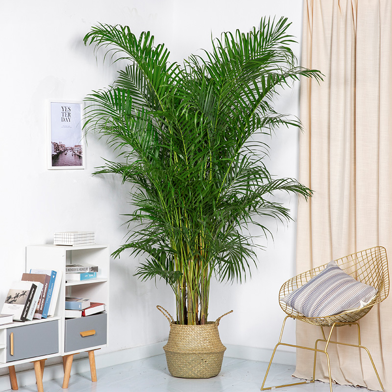 花兮绘散尾葵植物客厅大型盆栽室内办公室四季净化空气凤尾竹绿植