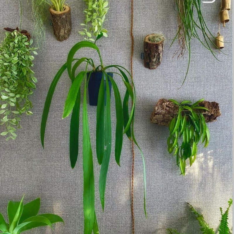 维塔领带花烛海芋蔓绿绒天南星科室内垂吊悬挂绿植盆栽火观叶植物