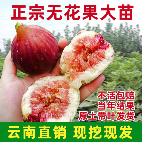 无花果树果苗云南直发青皮树苗南北方种植波姬红盆栽四季特大果