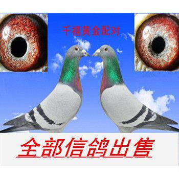 鸽子活体一对信鸽赛鸽种鸽原配幼鸽纯白成年鸽鸽子苗小鸽天落成绩