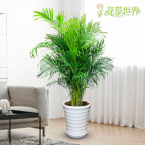 散尾葵盆栽凤尾竹富贵椰子大型植物森系北欧风绿植客厅办公室绿化