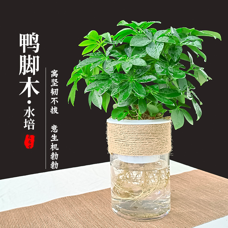 水培鸭脚木盆栽绿植物鹅掌柴七叶莲摇钱树水养小盆景招财树鸭掌木
