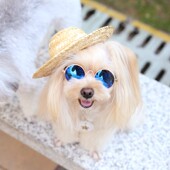 宠物小草帽狗狗帽子泰迪遮阳帽猫咪变装 头饰中小型犬墨镜太阳眼镜