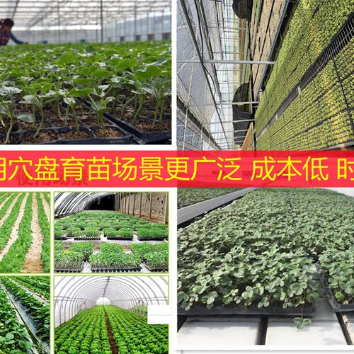育苗盘穴盘塑料杯种植神器营养钵蔬菜多肉育种扦插盒农用托盘盆