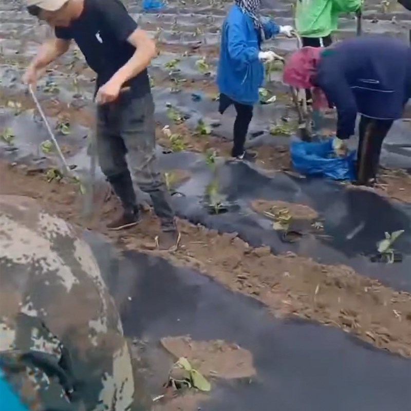 栽苗神器打孔器西瓜苗移栽机种菜工具农用烤烟种菜辣椒玉米移苗器