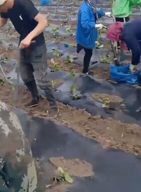 栽苗神器打孔器西瓜苗移栽机种菜工具农用烤烟种菜辣椒玉米移苗器