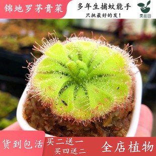 锦地罗茅膏菜【可爱创造景缸景观食虫植物食虫草植物界的粘虫纸】