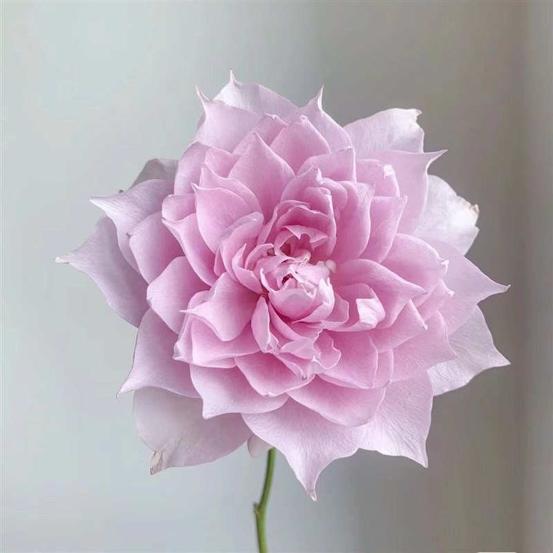 幻紫月季花苗开花玫瑰小苗四季盆栽花卉爬藤植物大花浓香树苗绿植