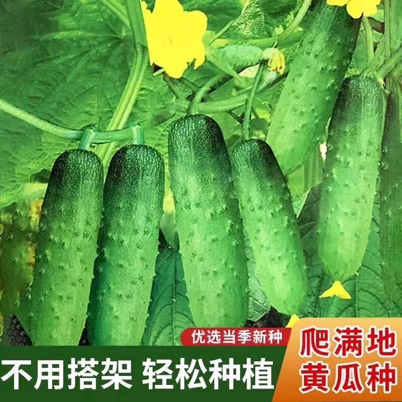 【满地爬水果黄瓜种子】不搭架黄瓜种子水果黄瓜四季农家蔬菜 TQ